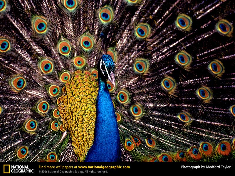 Peacock Picture Desktop Wallpaper