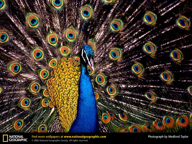 Peacock Picture Desktop Wallpaper