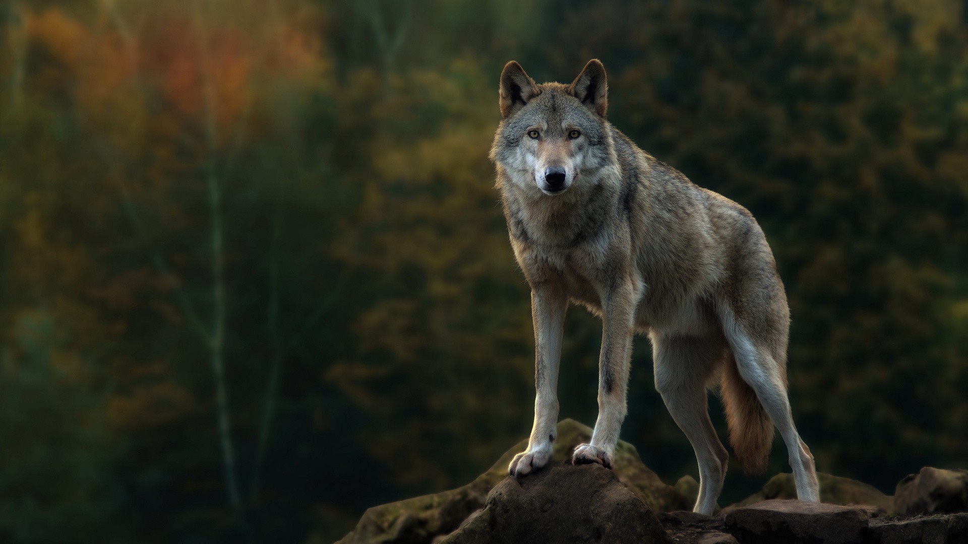 Gray Wolf Full HD Wallpaper And Background