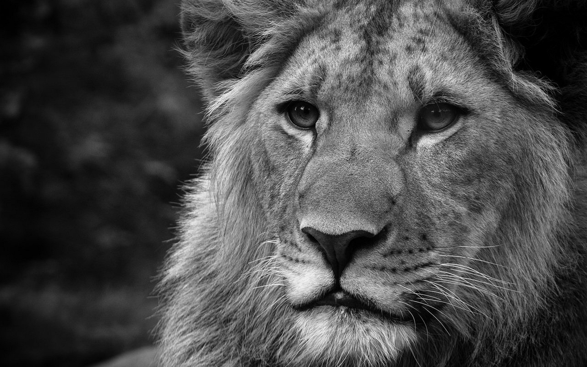 Angry Lion HD Wallpaper