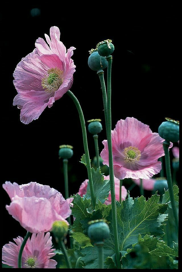Beautiful Poppies Lovely Image Flowers Nature
