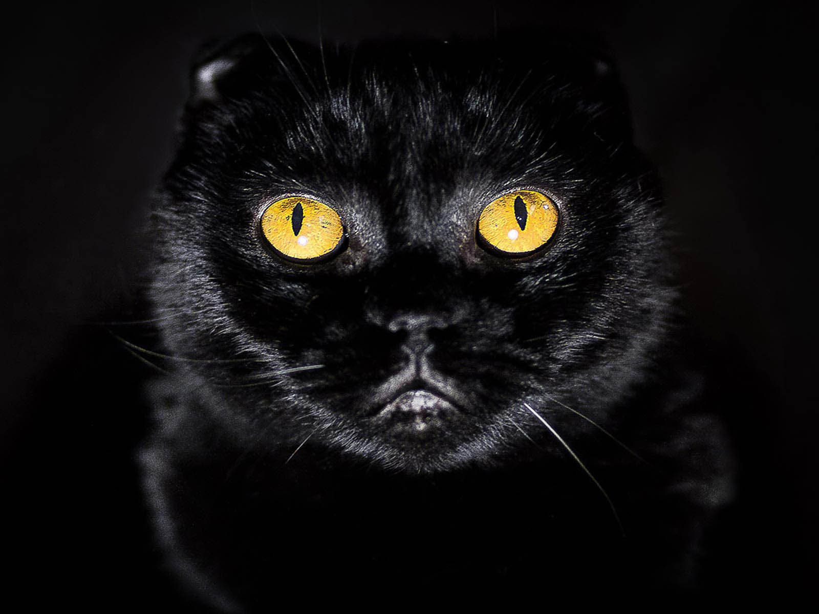 Eyes Cat Wallpaper Image Photos Pictures And Background For