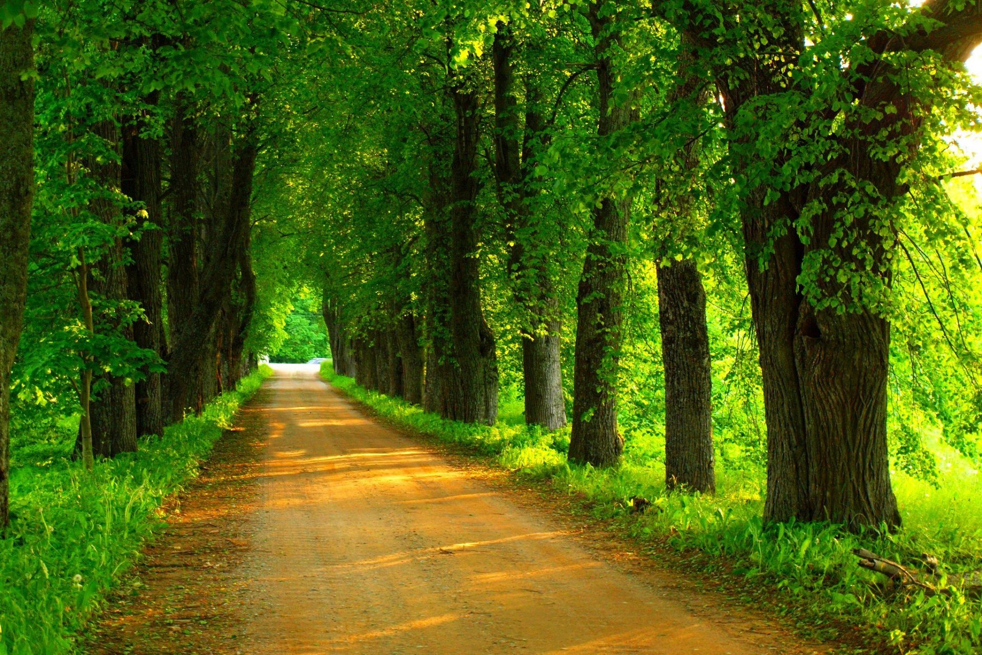 Road Forest Trees HD Wallpaper Collection