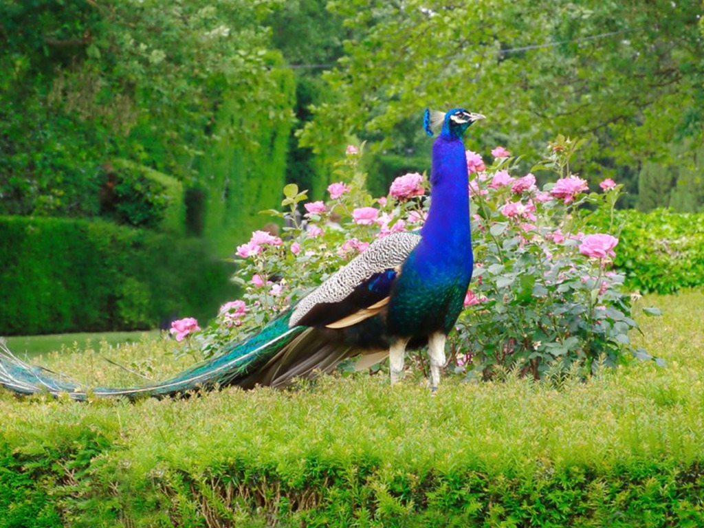 Beautiful Peacock Wallpaper HD Pictures Image