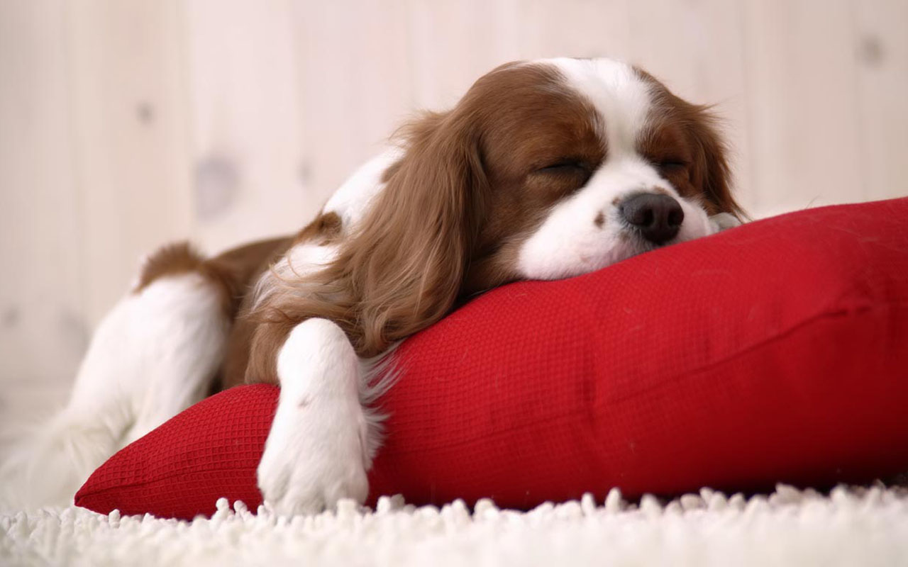 A Cavalier King Charles Spaniel puppy sleeping peacefully on a red pillow