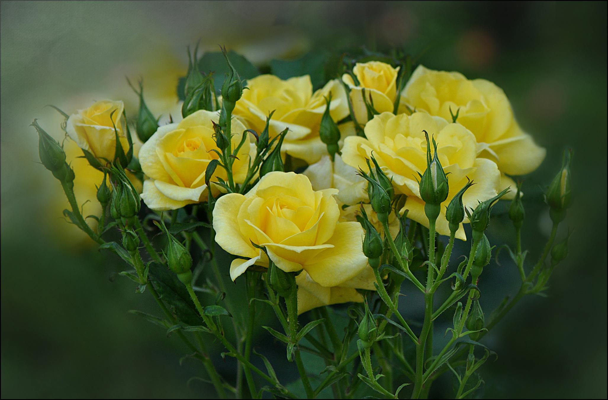 Of Yellow Roses High Quality And Resolution Wallpaper