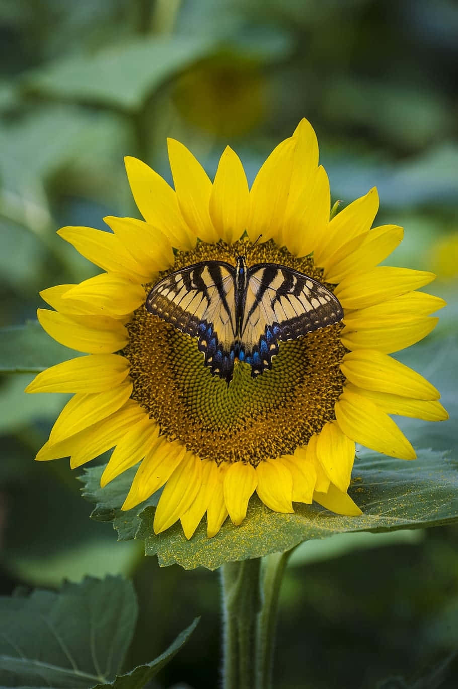 Sunflower Embrace Butterfly Wallpaper