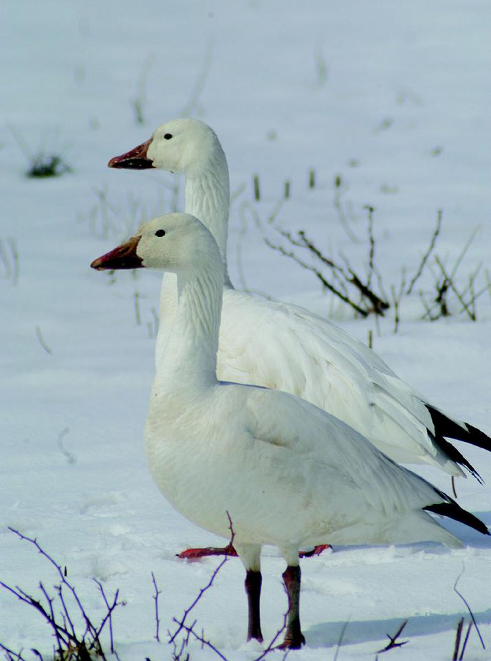 deskltop goose