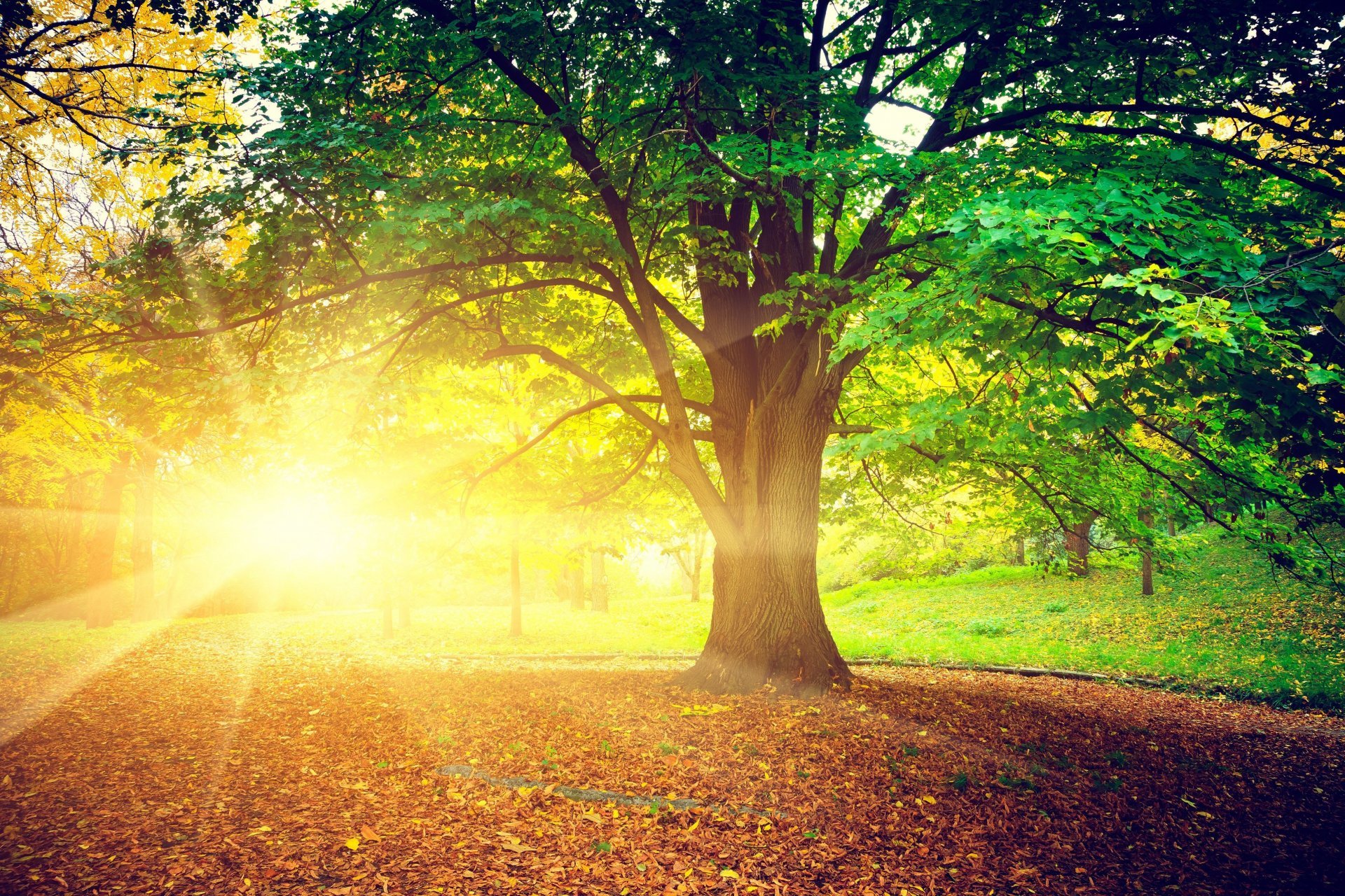 Nature Tree Leaves Sun Rays Bright Autumn Day Treem