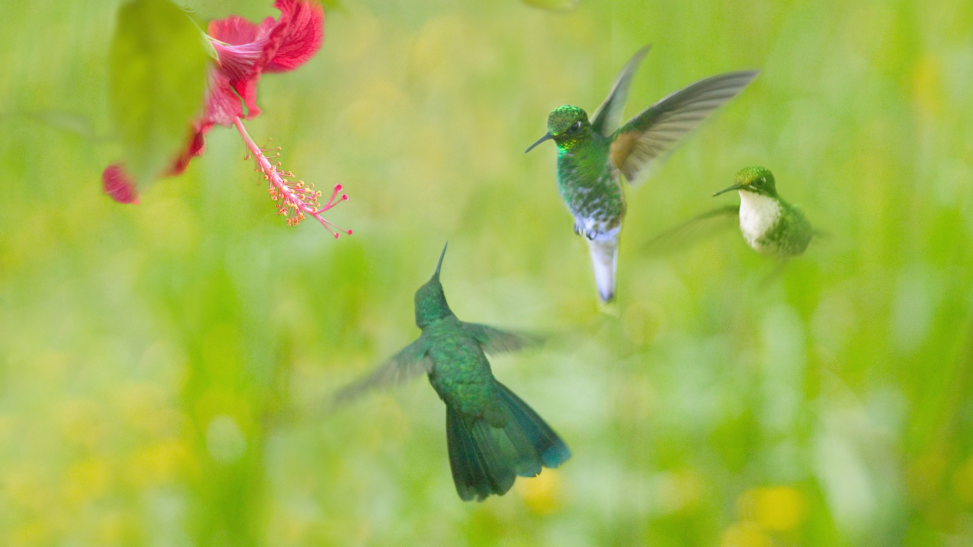 Lovely HD Hummingbird Wallpaper HDwallsource