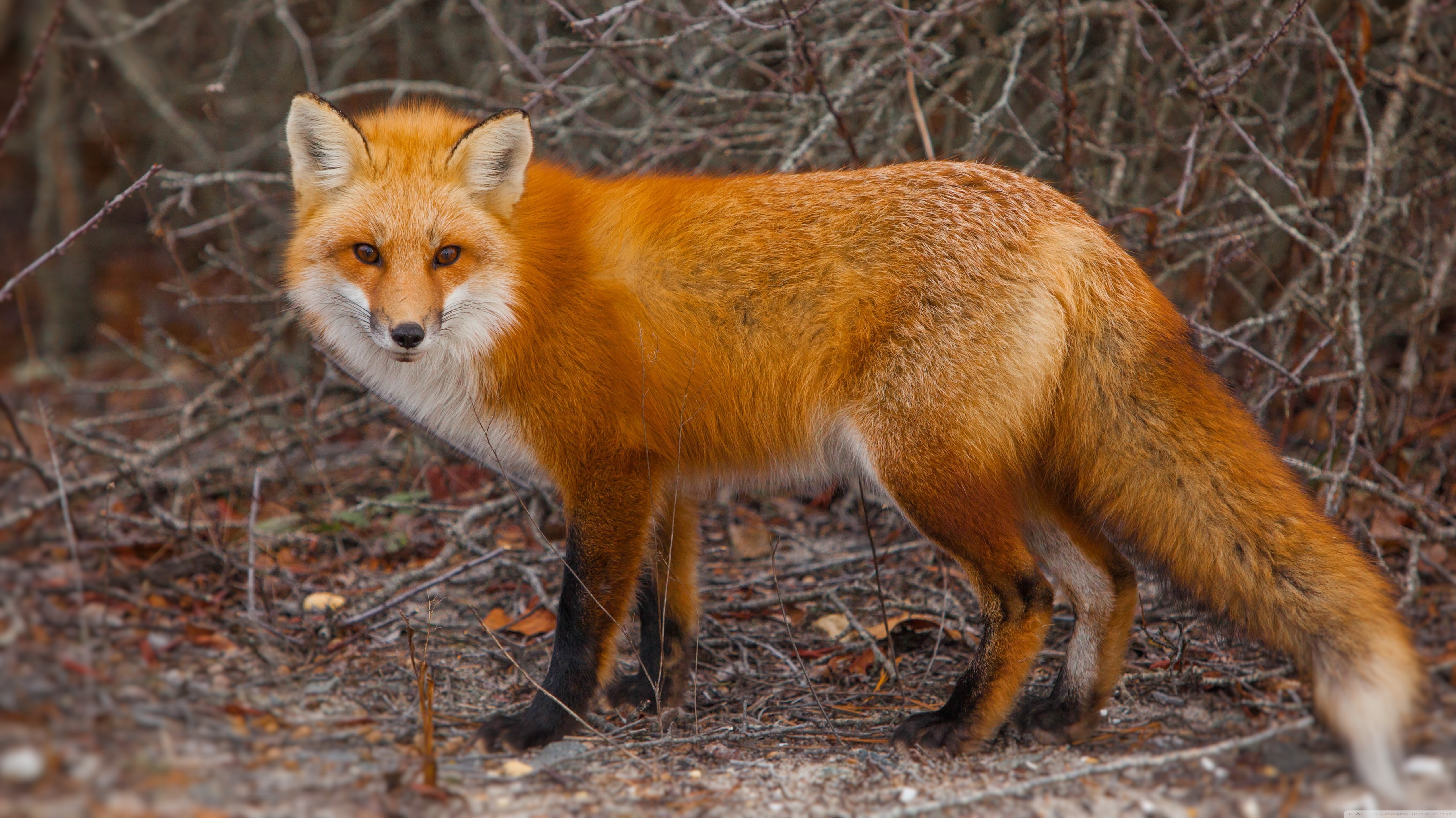 Red Fox Of Island Beach State Park New Jersey 4k HD Desktop