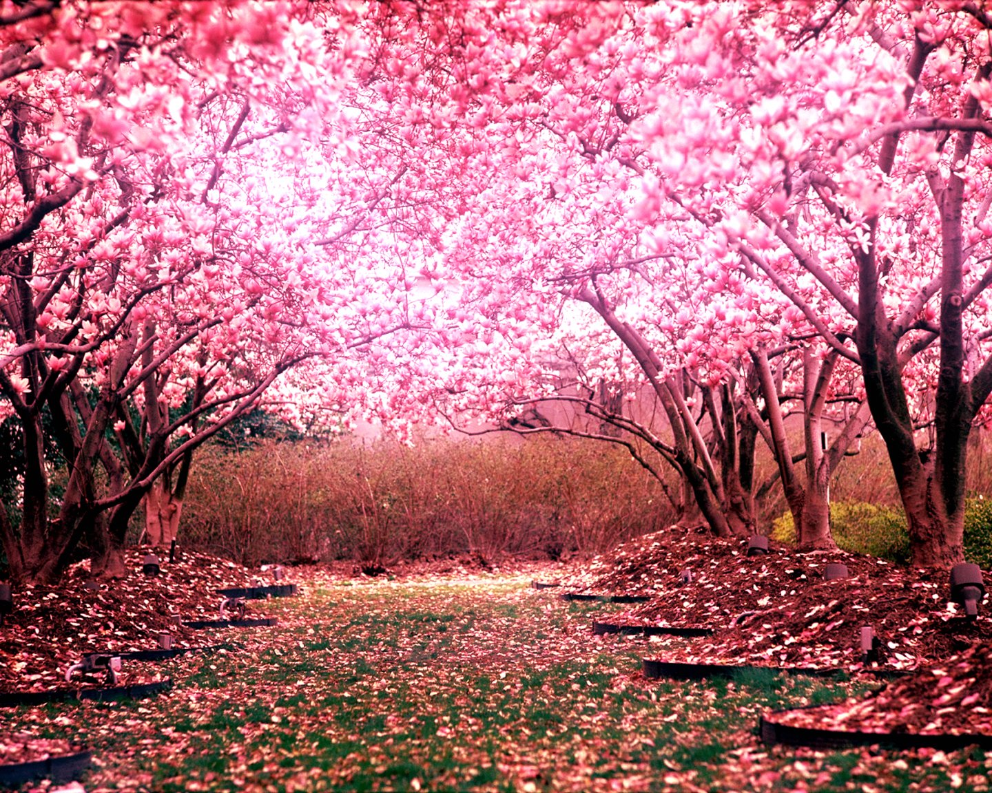 Cherry Blossom Tree Landscape Wallpaper HD