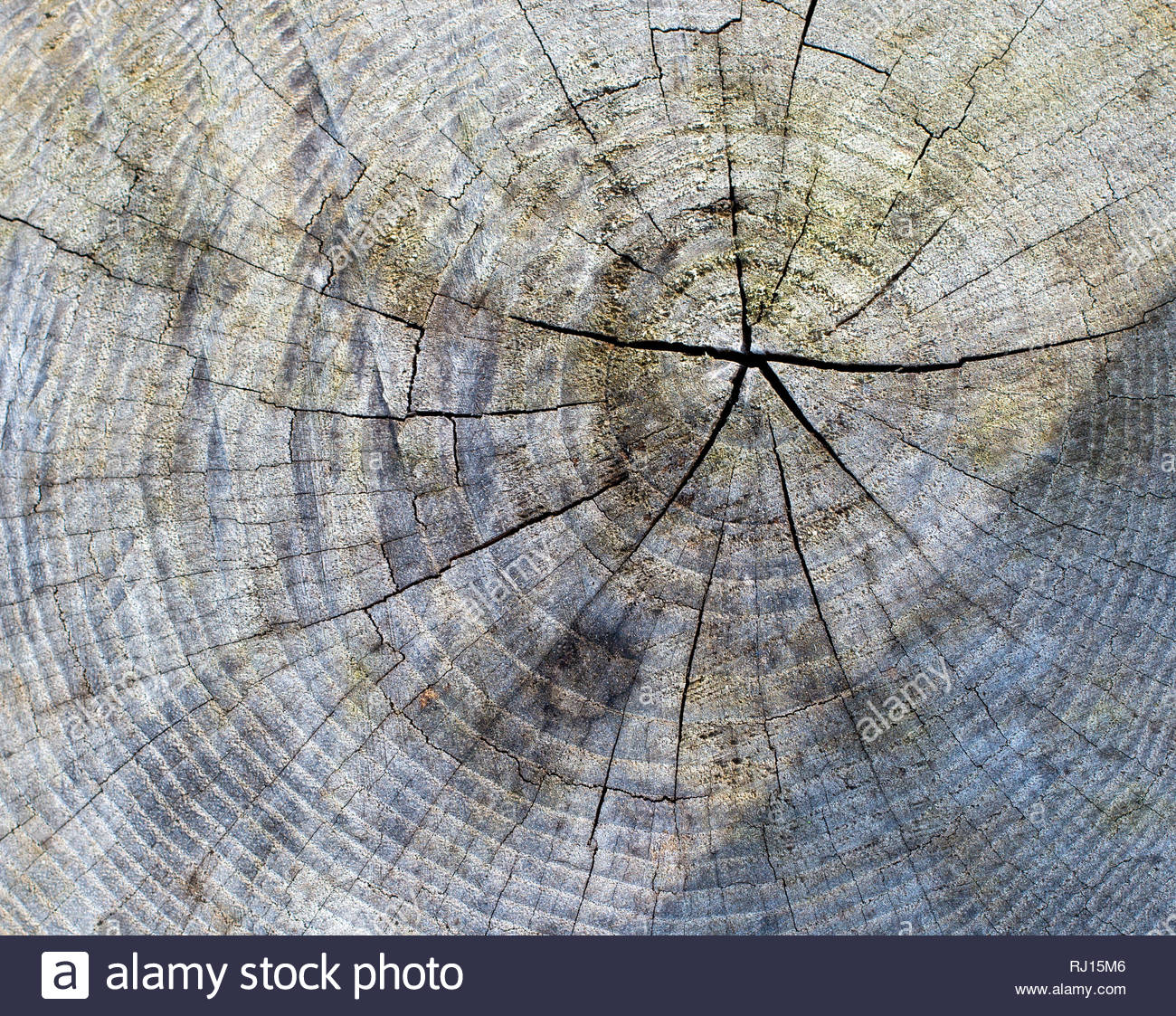 Tree Stub Texture Background Stock Photo