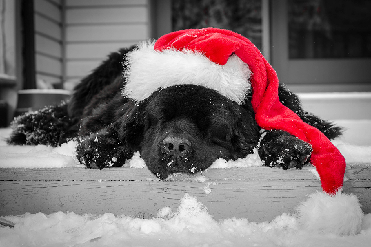 Christmas Dog Puter Wallpaper Picture Picserio