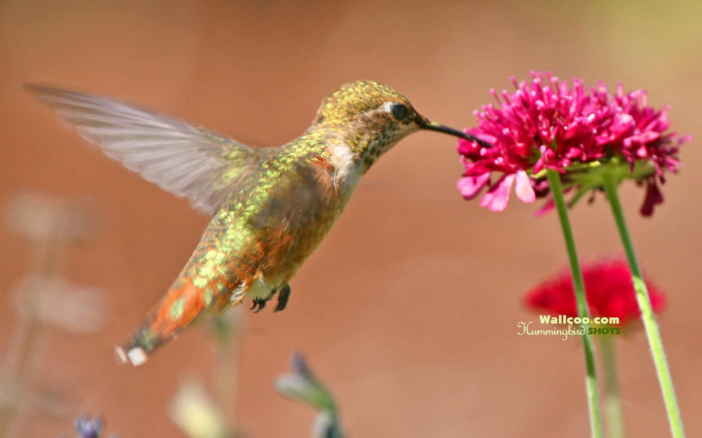 Hummingbird And Flowers Widescreen Hummingbirds Wallpaper