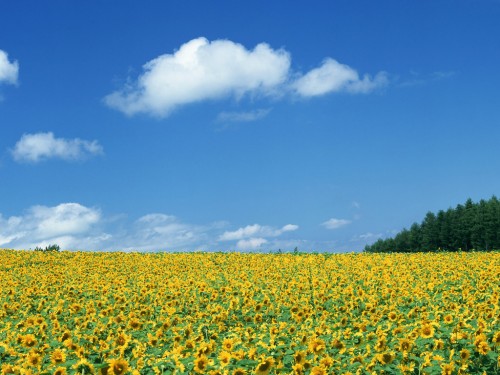 Free Sunflower Fields Screensaver Screensavers   Download Sunflower