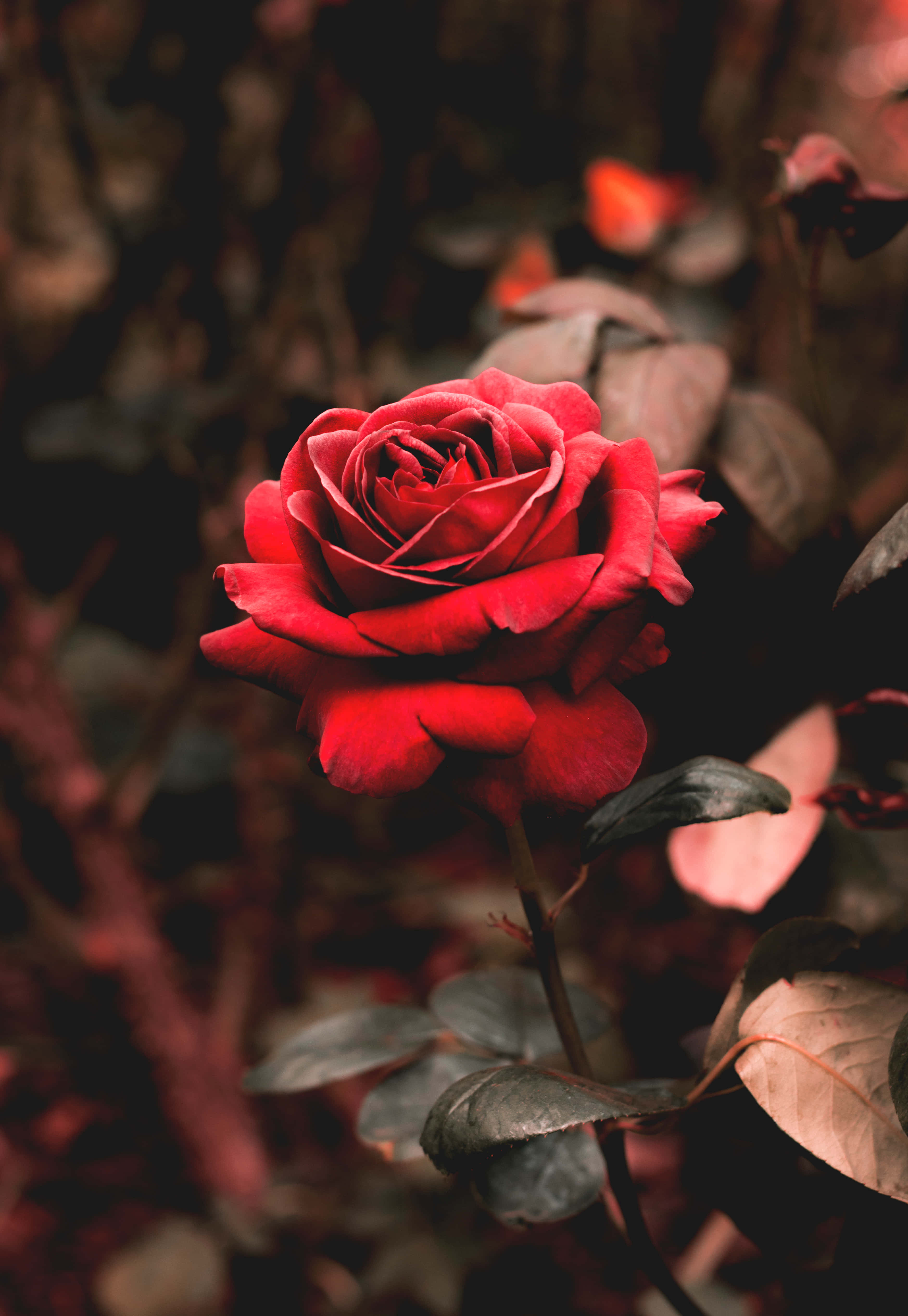 Cute Rose Wallpaper