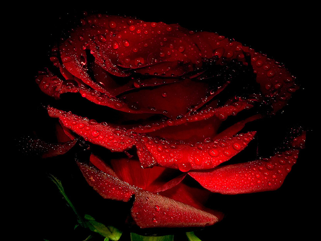 Beautiful Love Roses Wallpaper Image