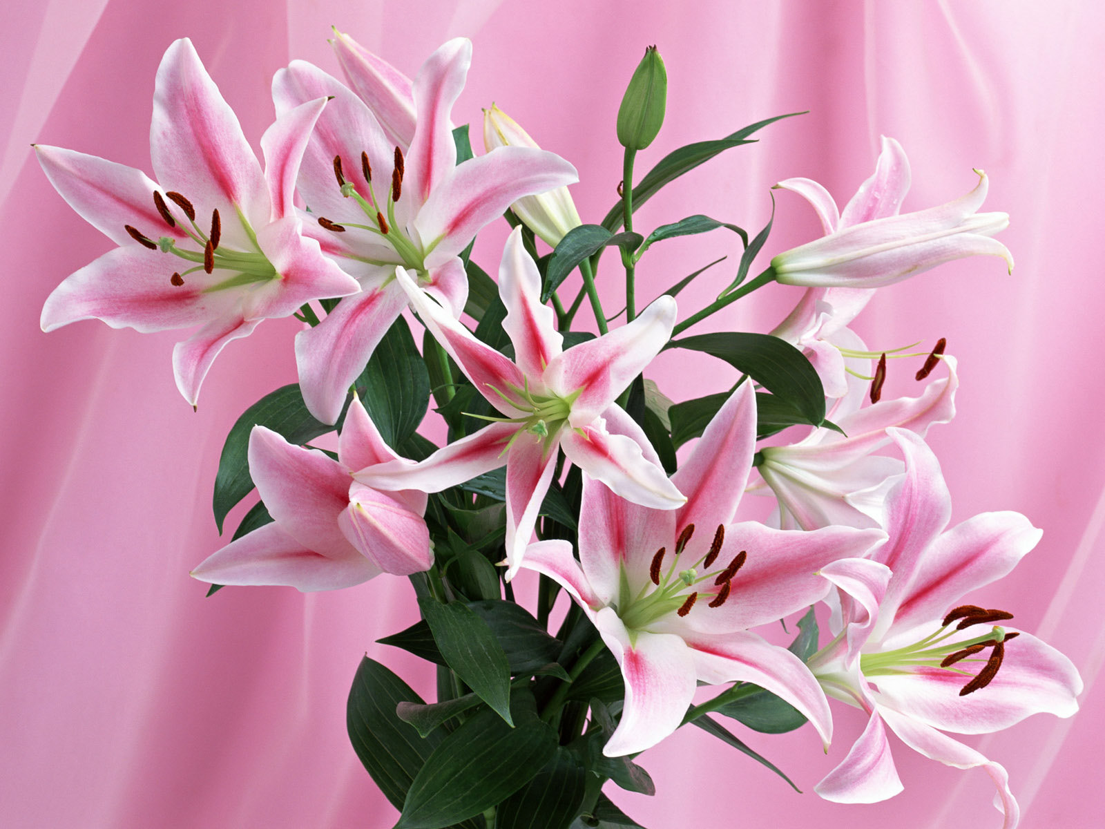 Beautiful Pink Flowers HD Wallpaper