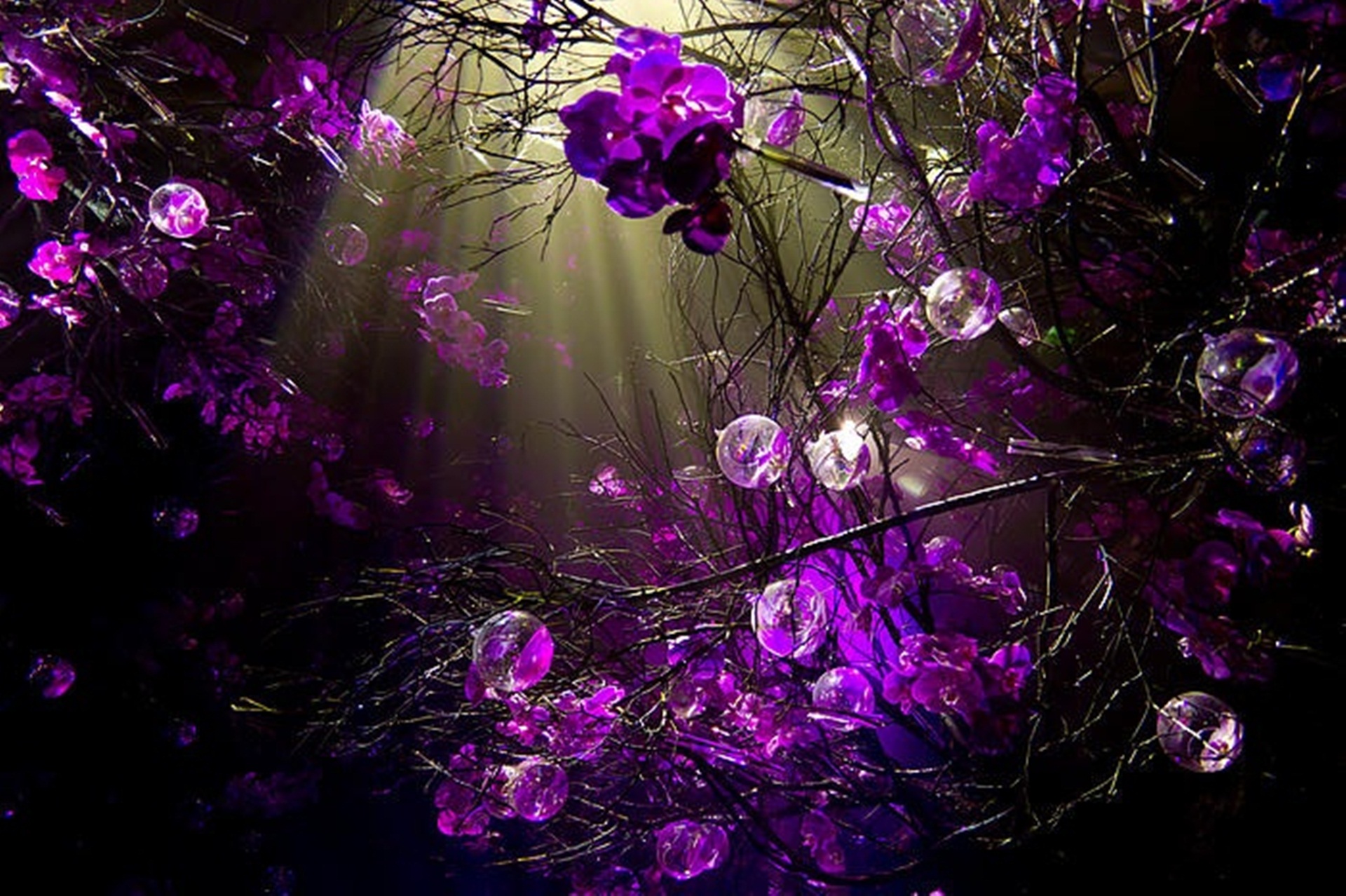 purple sprigs desktop background wallpaper by doantrangnguyen