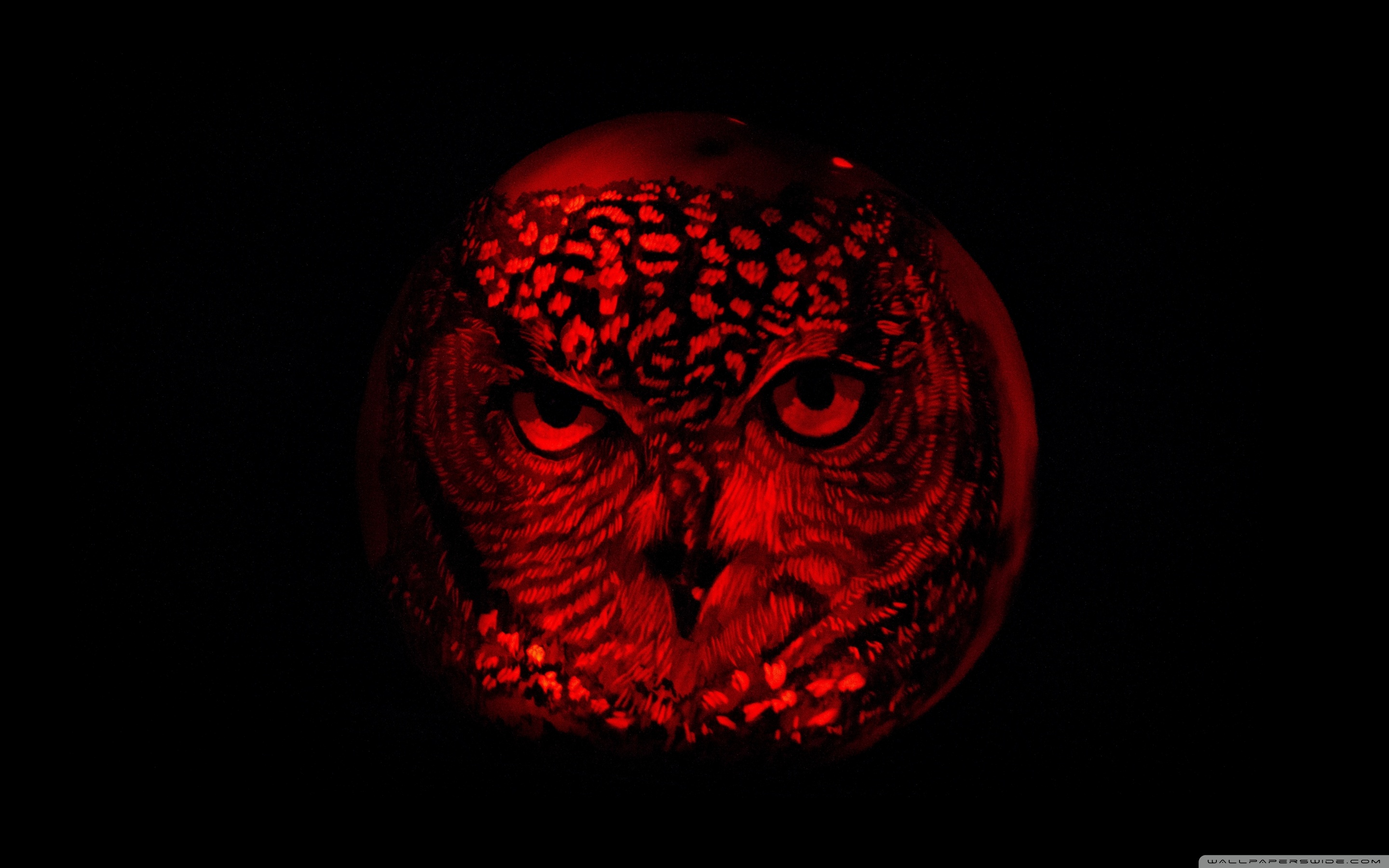 Owl Pumpkin Carving 4k HD Desktop Wallpaper For Ultra Tv