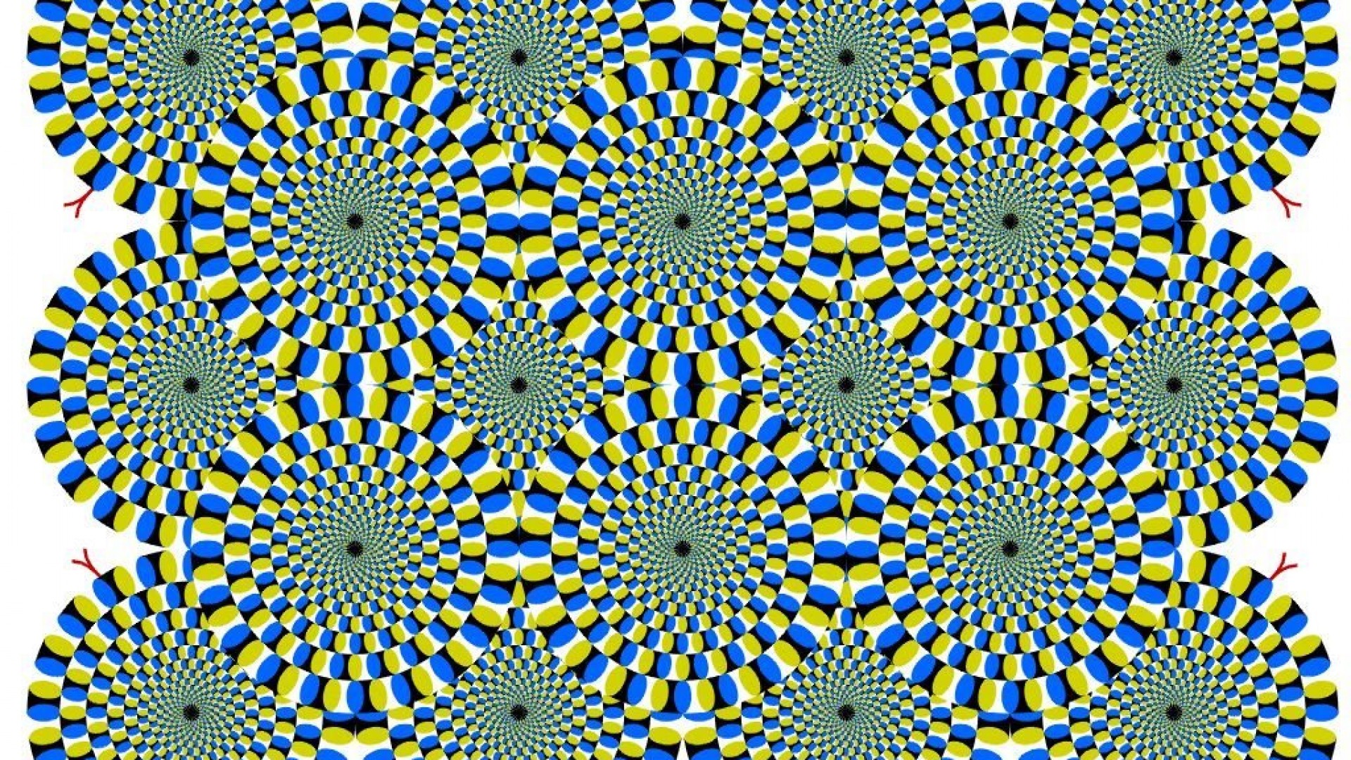 circles in rectangle illusion