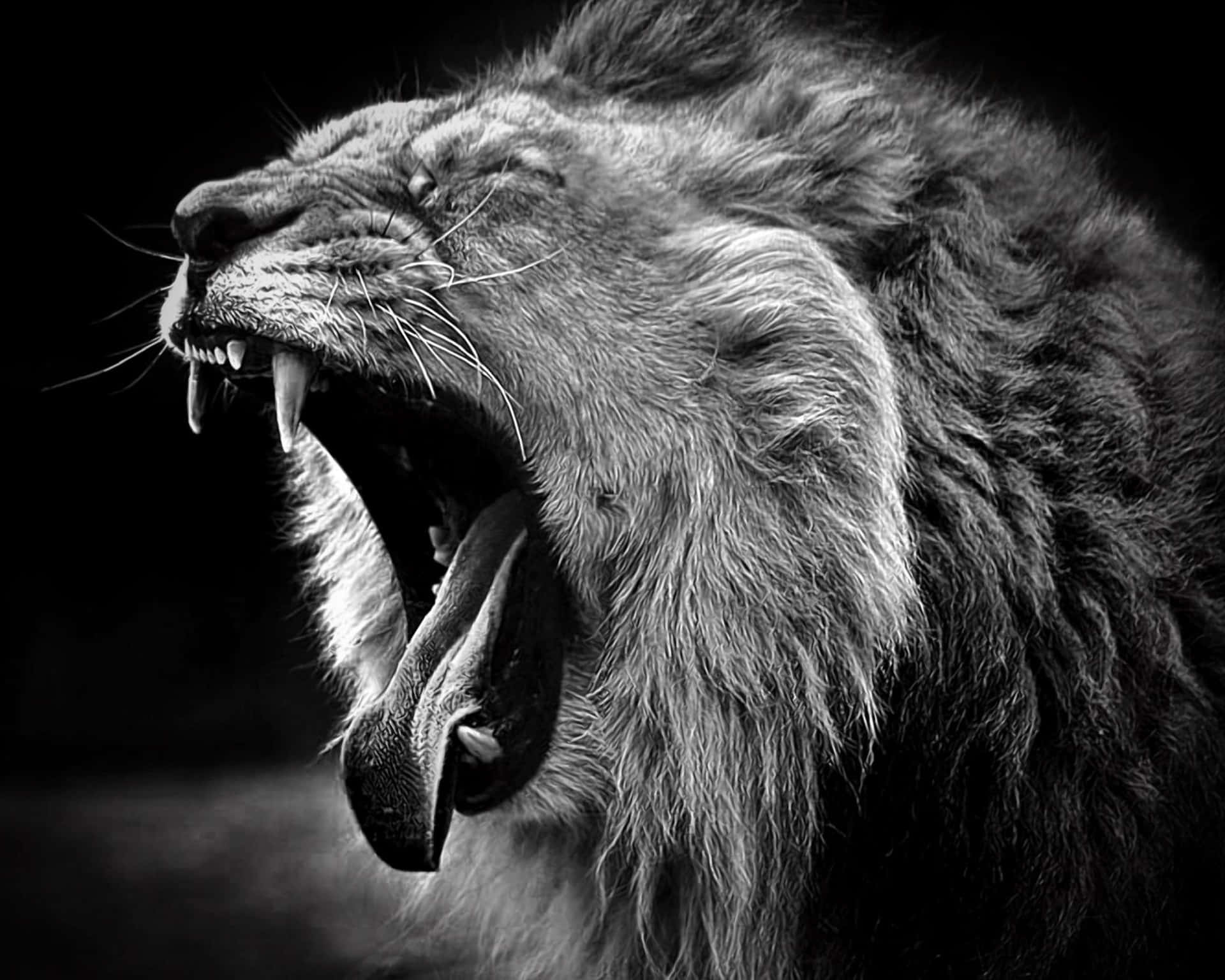 Black And White Lion Wallpaper