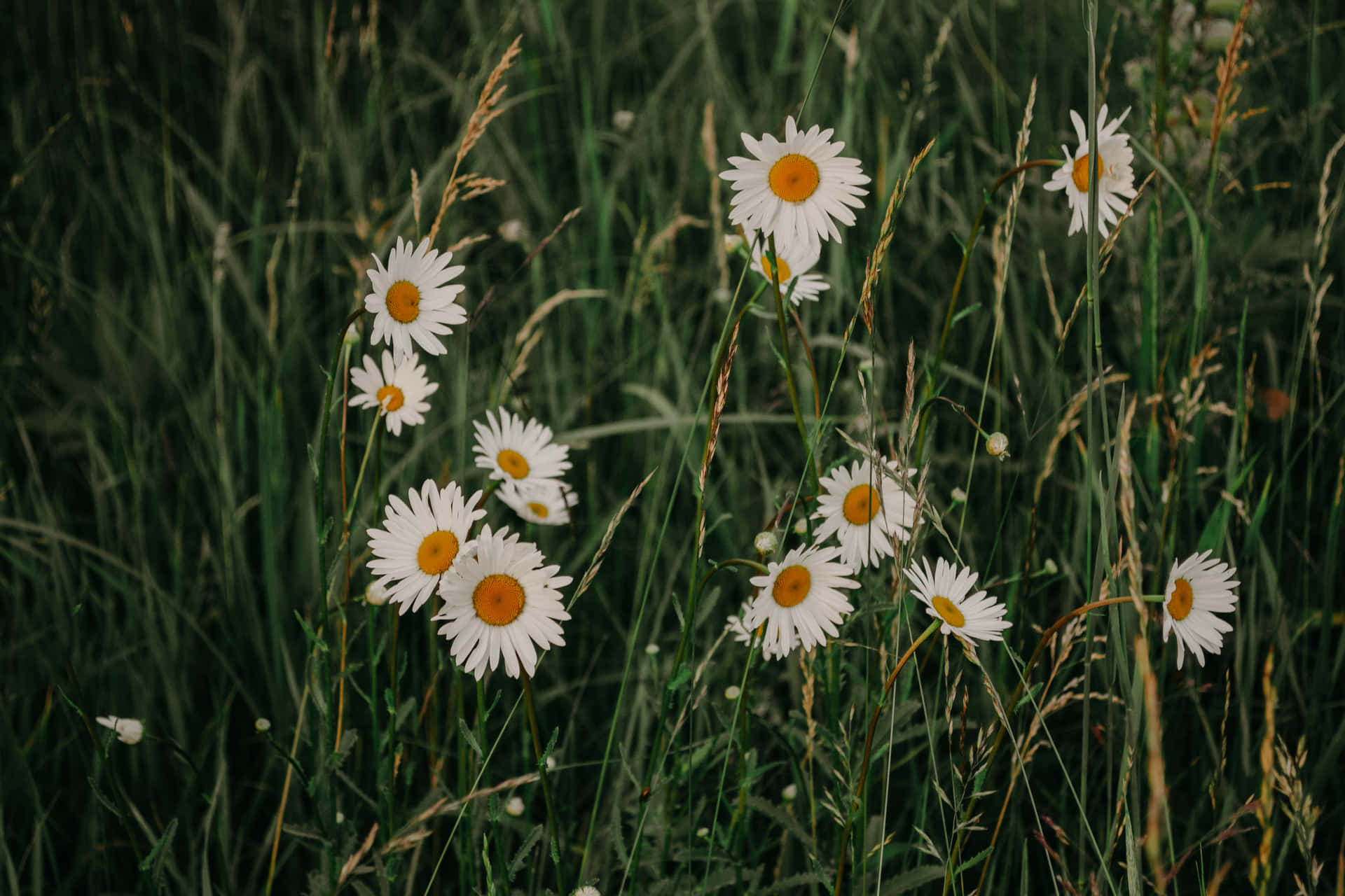 Daisy Aesthetic Computer Wallpaper