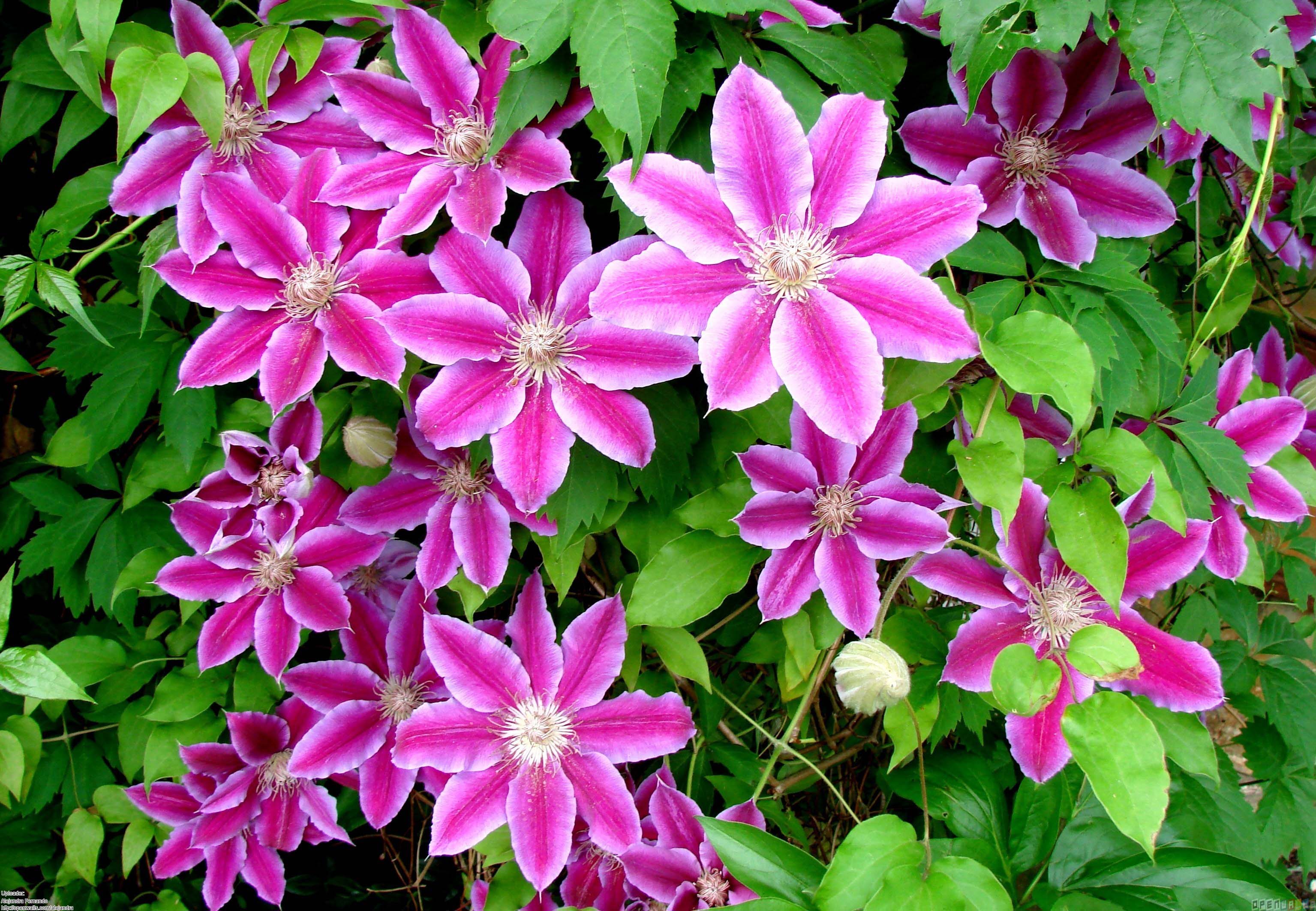 Pink With White Bination Flower Of Clematis Desktop Image