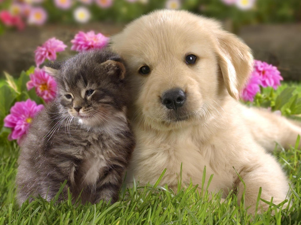 Puppies Vs Kittens Image And HD Wallpaper