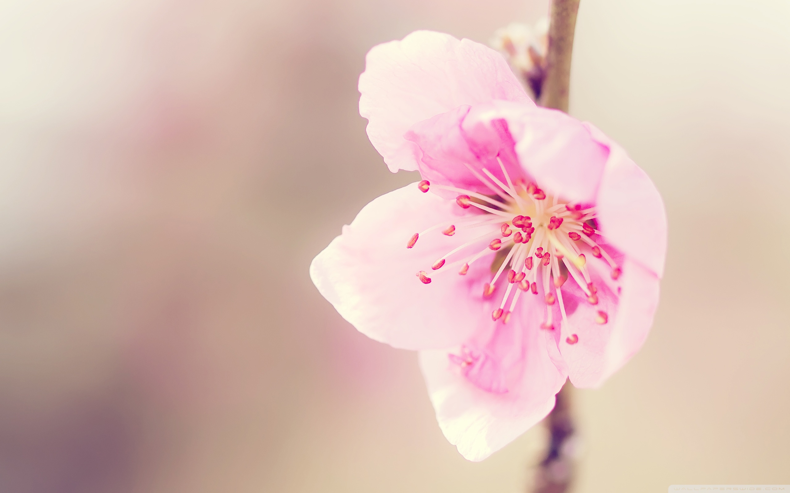 Pretty Pink Flower Ultra HD Desktop Background Wallpaper for 4K