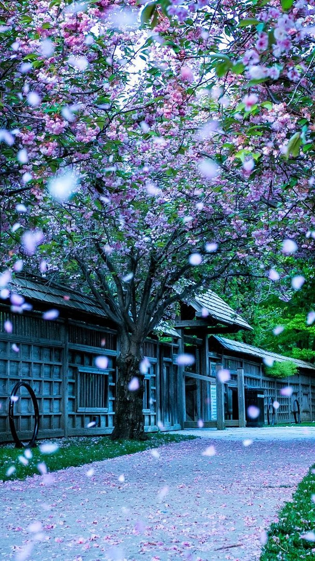 Falling cherry blossom petals create a magical scene in a Japanese garden