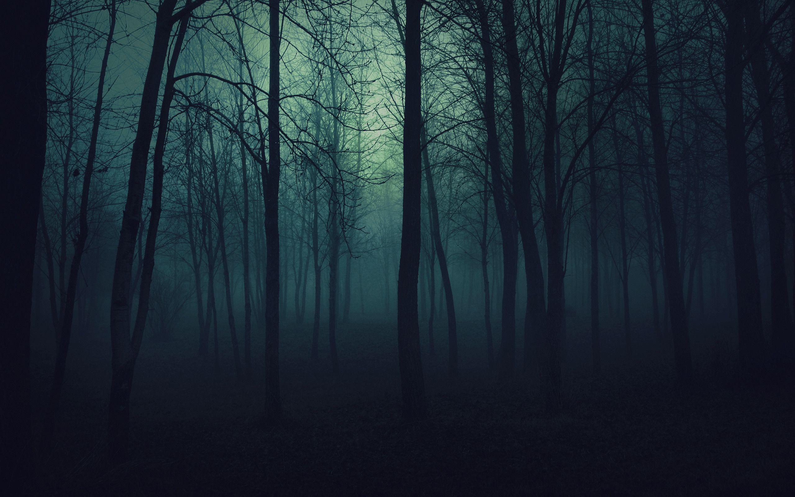 Woods Wallpaper On