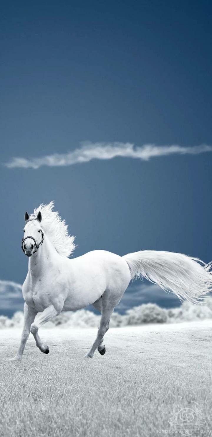 4k Ultra HD Horse Wallpaper For Android And iPhone