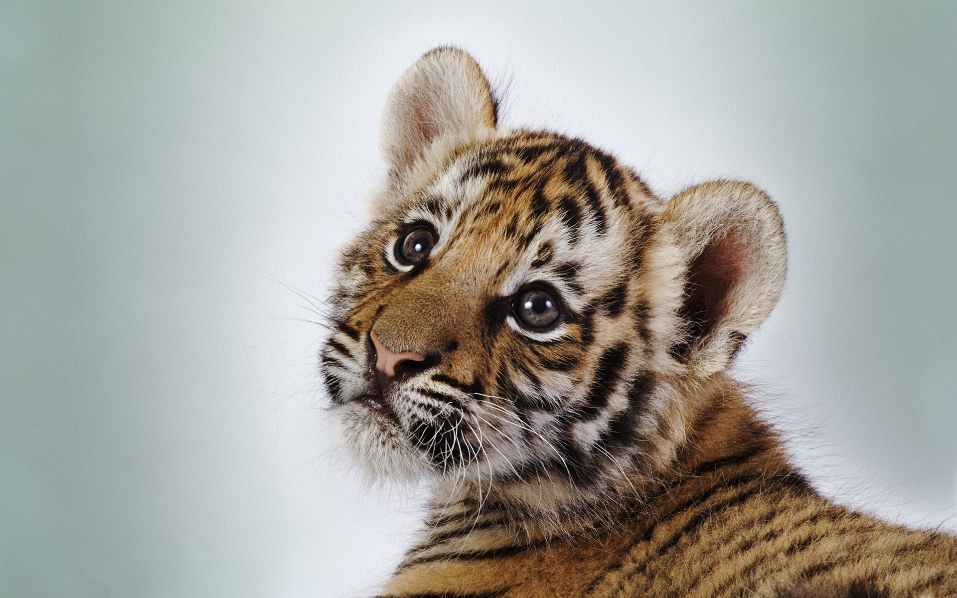 Wallpaper Of Animals A Cute Tiger Cub Looking At Something