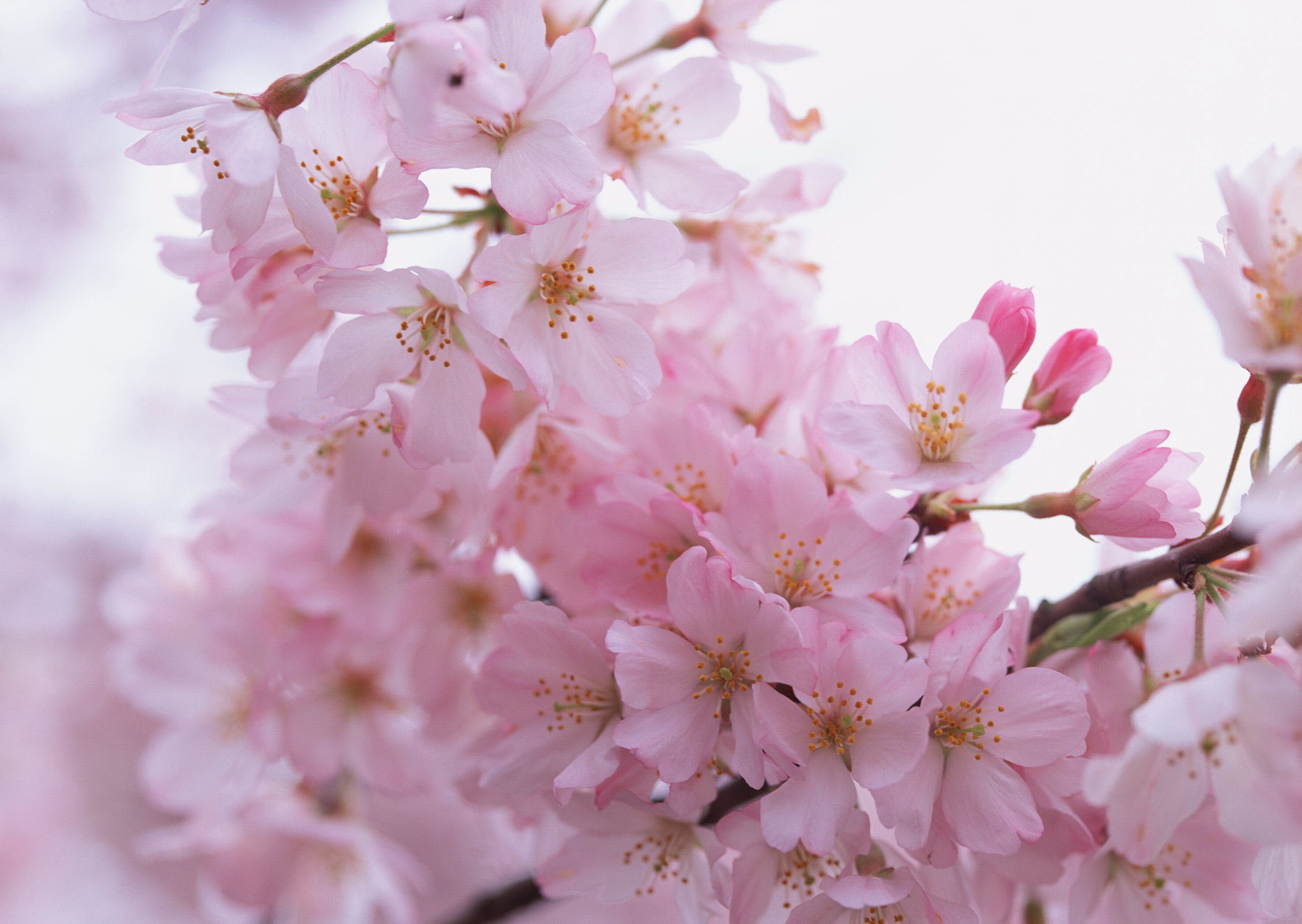 Wallpaper Sakura Flower Spring Petals Desktop