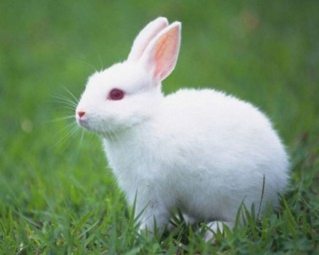 Cute Rabbit HD Beautiful Wallpaper Picture For Desktop