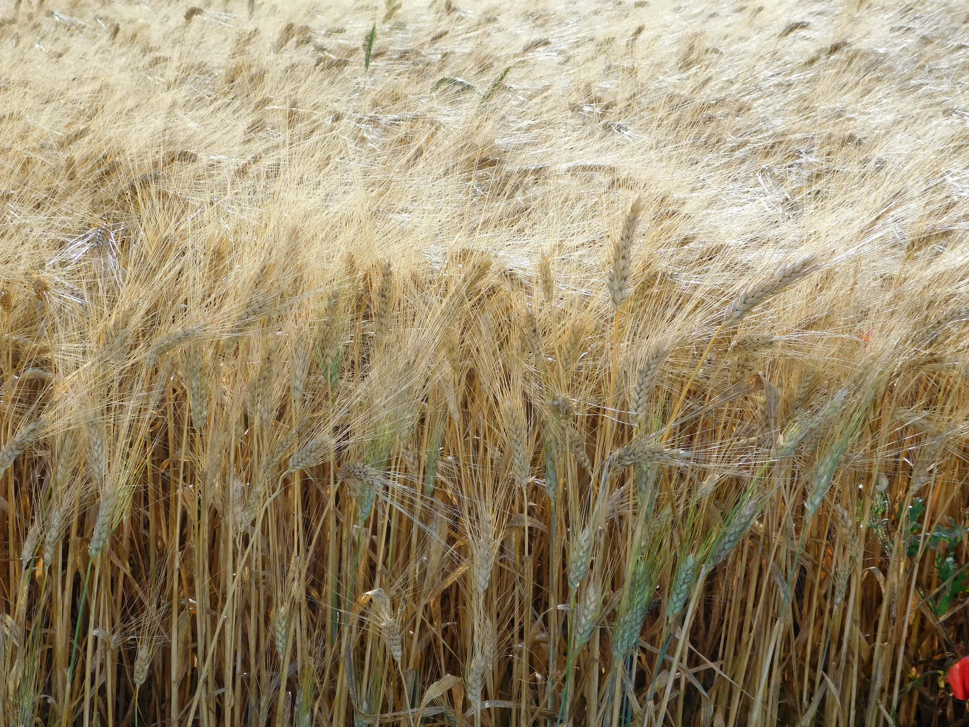 Wheat Field V25xidaihudscfi5 Wallpaper