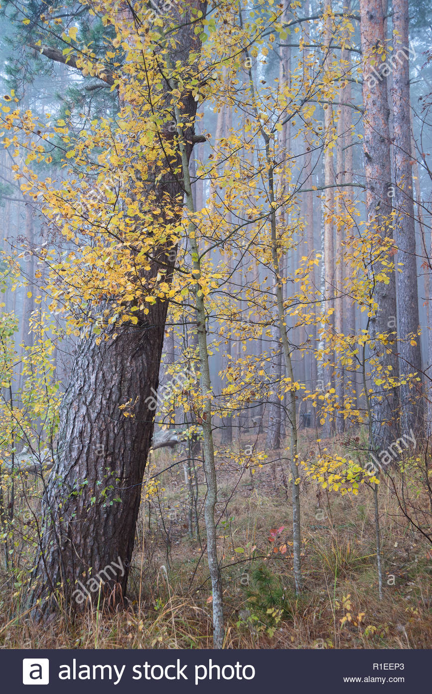 Aspen With Yellow Leaves In A Foggy Forest Autumn Natural