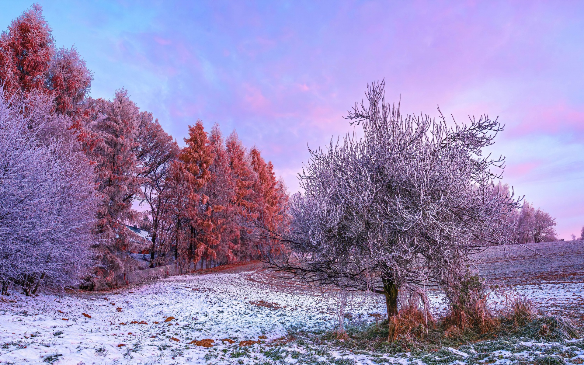 Winter Forest Wallpaper 4k Morning 5k 8k Trees