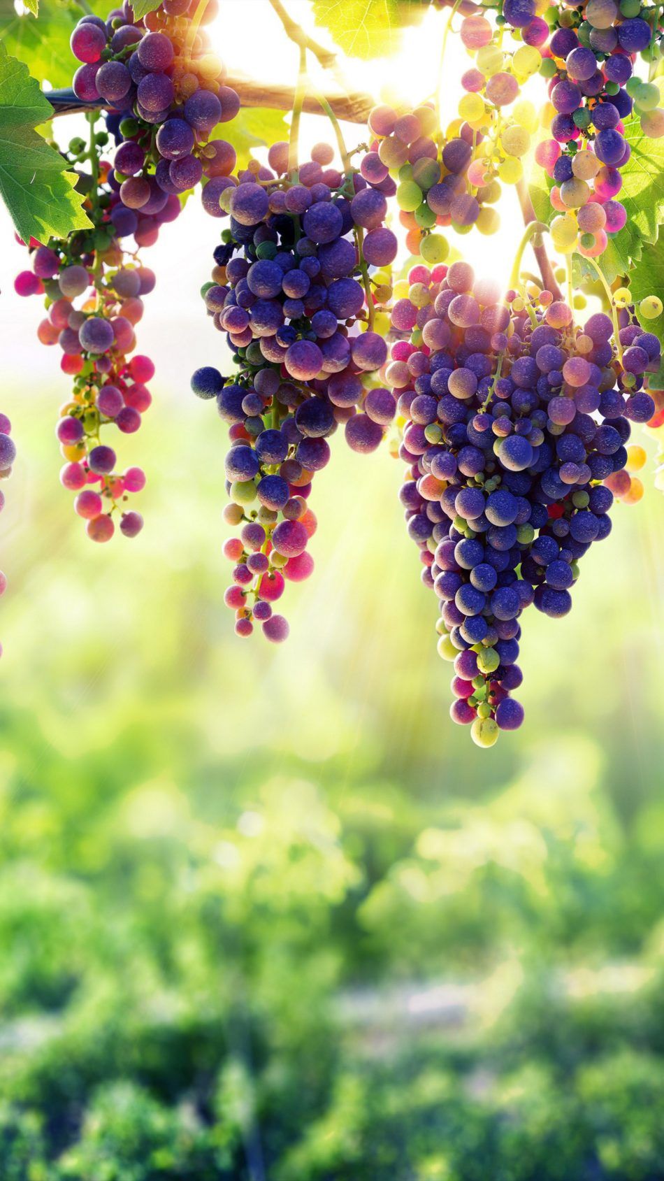 Grapes 4k Ultra HD Mobile Wallpaper