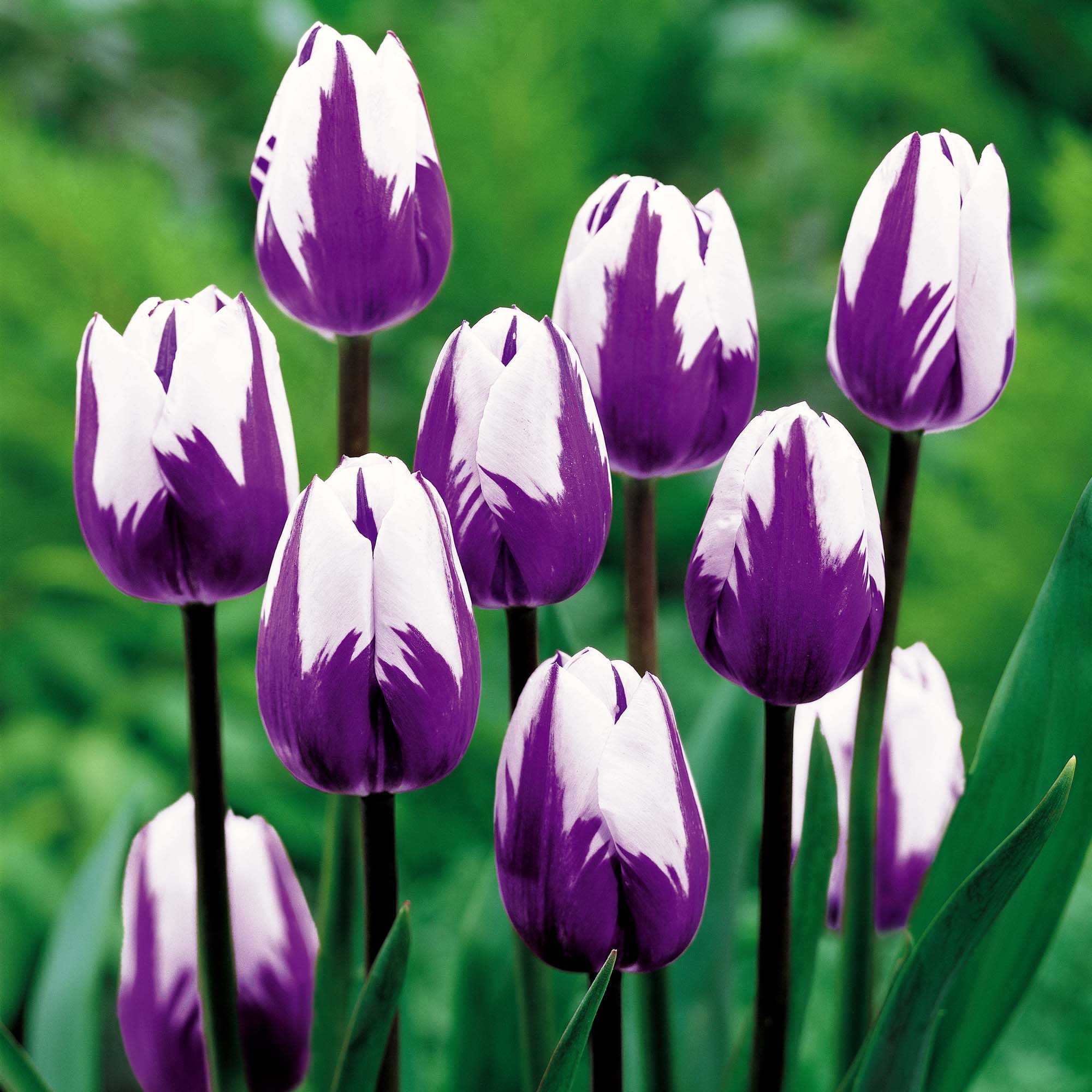 Purple Tulips Sky HD Wallpaper