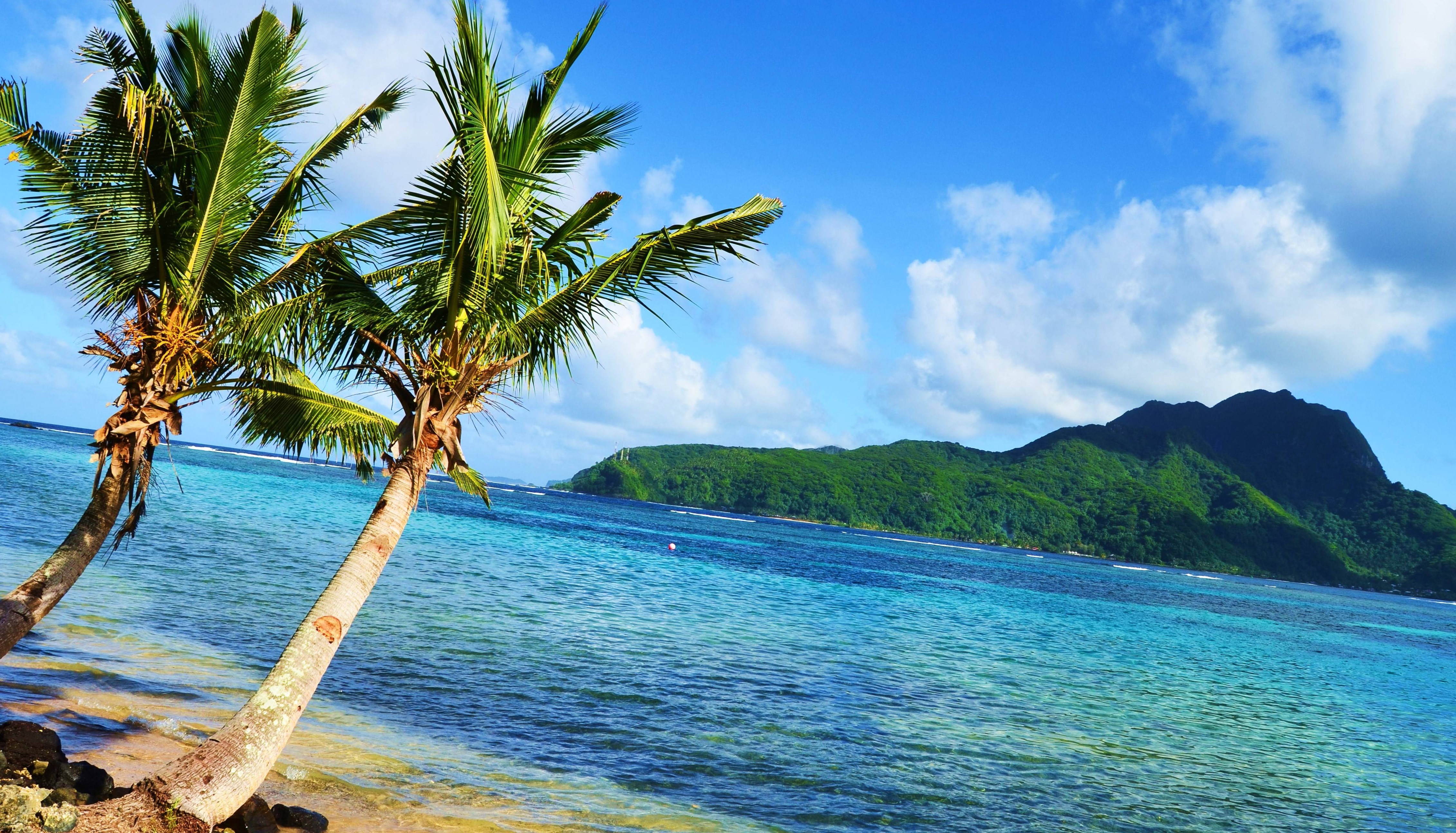 Two palm trees leaning over a beautiful turquoise beach with a lush green tropical island in the background