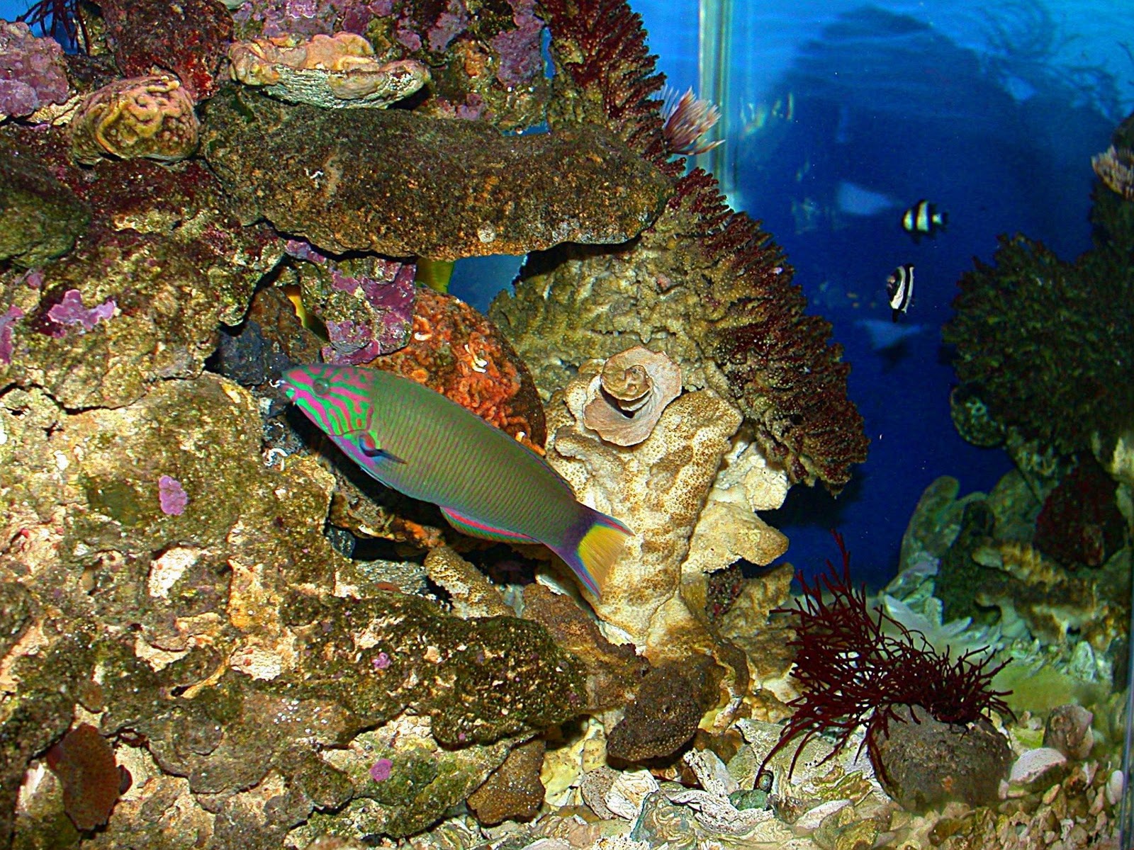Fish Wallpaper Tropical