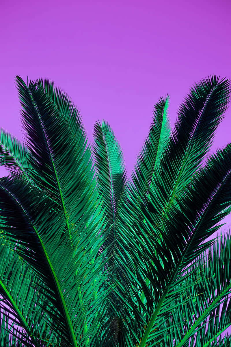 Aesthetic Palm Leaves Wallpaper