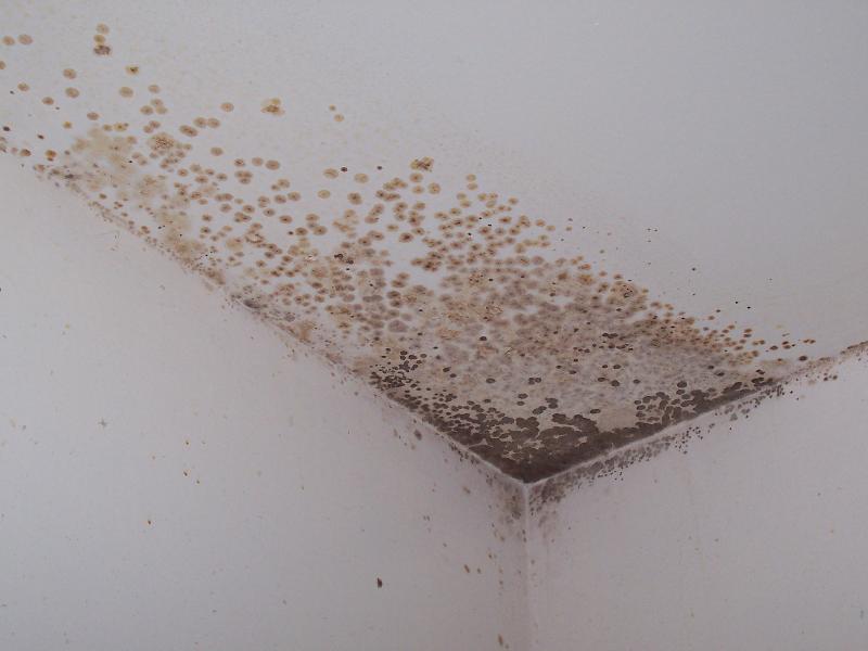 Free Download Mold Mildew Health Hazard Bad Mls Photos Ugly Home