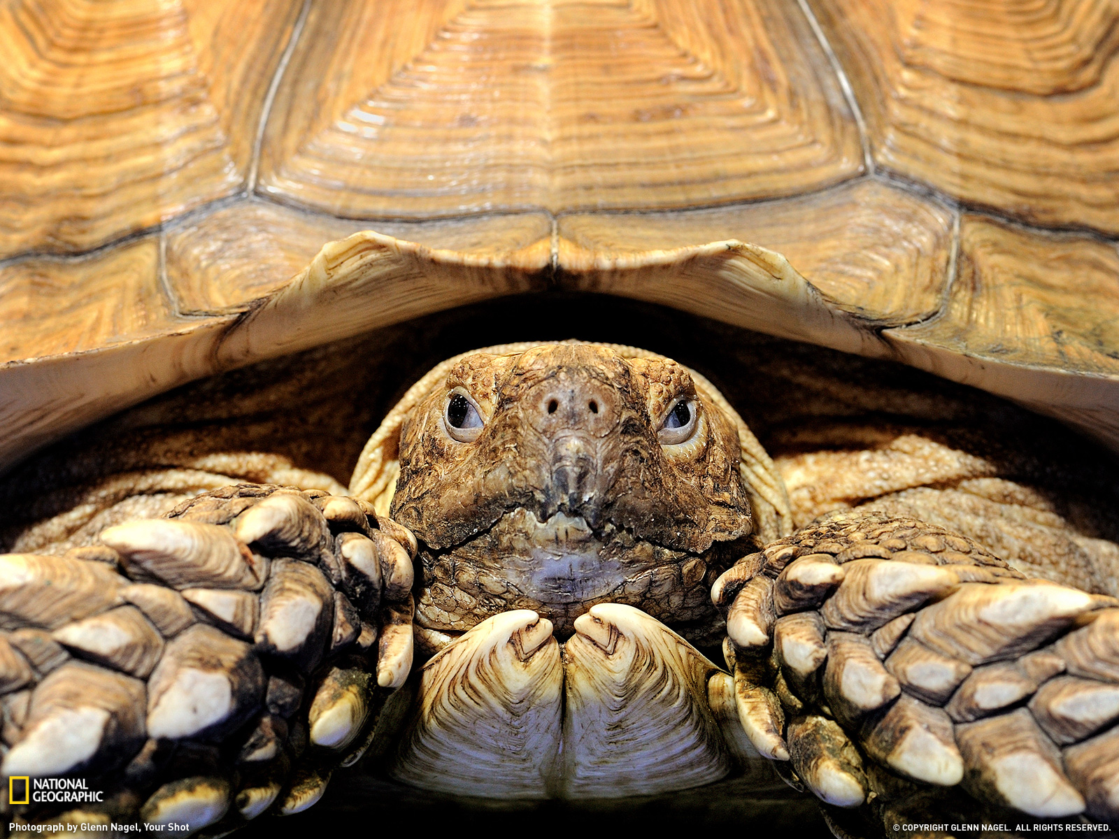 Tortoise Picture Animal Wallpaper National Geographic Photo Of