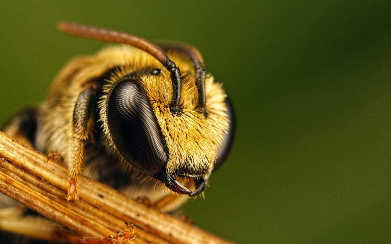 Bee Wallpaper Funny Animals