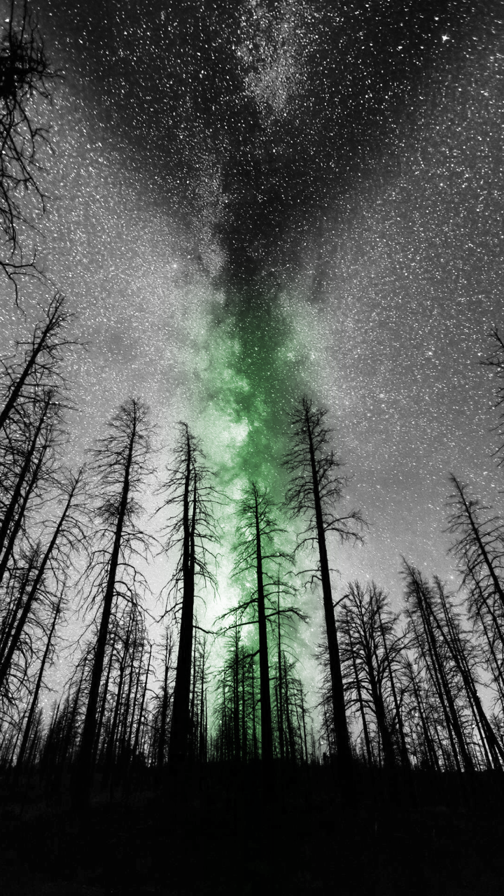 Closed Demiromantic Night Forest Phone Background For