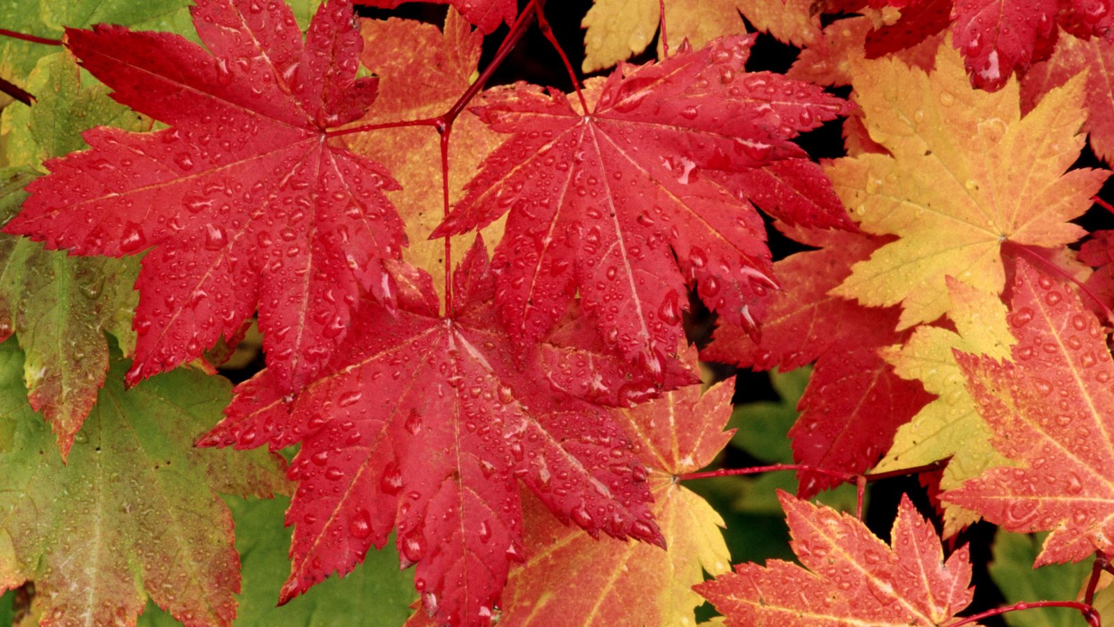  Autumn HD Wallpaper Vine Mapel Red Leafs In Autumn High Definition